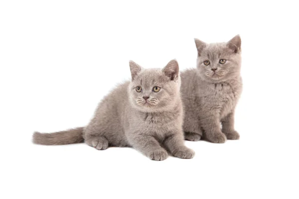 Dois Kitten Bege Lilás Britânico Sobre Fundo Branco Dois Meses — Fotografia de Stock