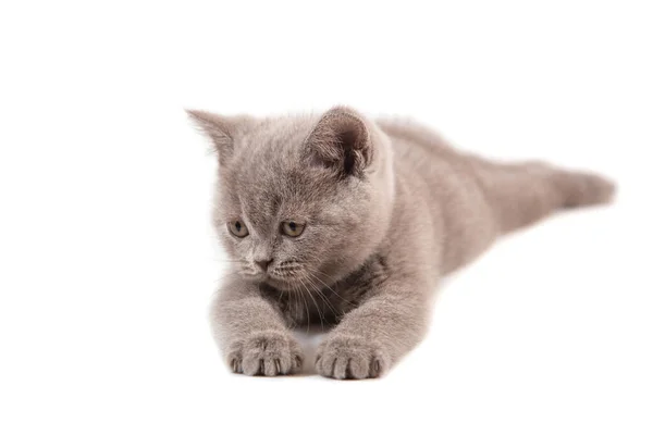Kedi Yavrusu Ngiliz Leylak Bej Rengi Beyaz Arka Planda Uzanıyor — Stok fotoğraf
