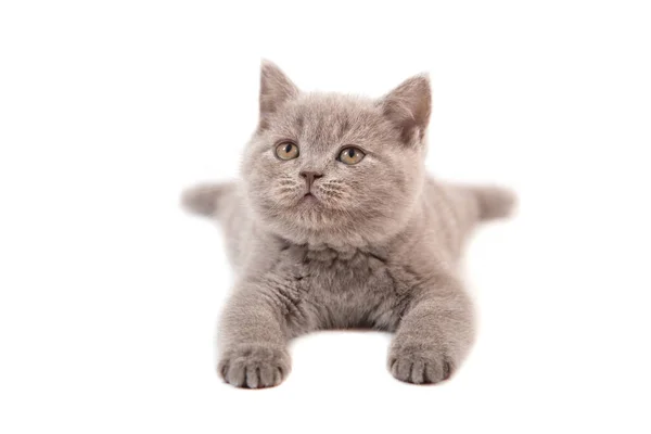 Kitten Britse Lila Beige Strekt Zich Uit Witte Achtergrond Twee — Stockfoto