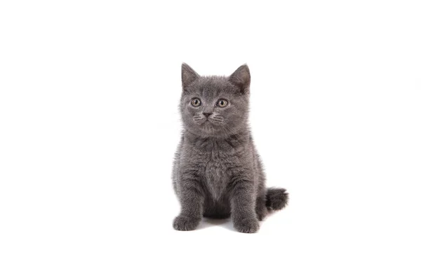 Kitten British Blue Gray White Background Two Months — Stock Photo, Image