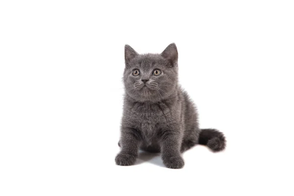 Gatito Británico Azul Gris Sobre Fondo Blanco Dos Meses — Foto de Stock