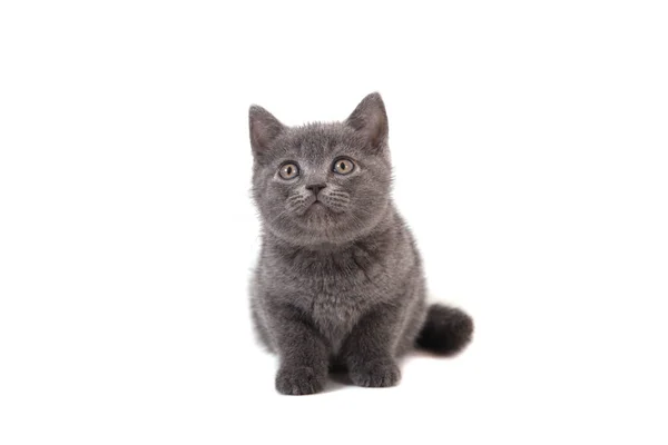 Kitten Brits Blauw Grijs Witte Achtergrond Twee Maanden — Stockfoto