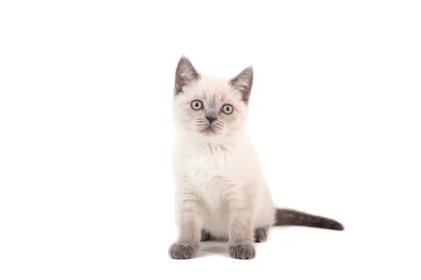 Kitten Britânico Ponto Cor Sentado Fundo Branco Gatinho Dois Meses — Fotografia de Stock