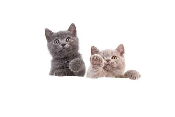 Dois Kitten Britânicos Fundo Branco Gato Espreitar Por Trás Dois — Fotografia de Stock