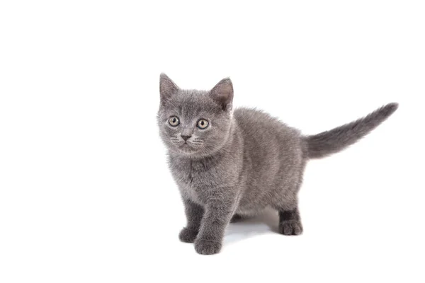 Kotek Brytyjski Niebieski Szary Białym Tle Dwa Miesiące — Zdjęcie stockowe