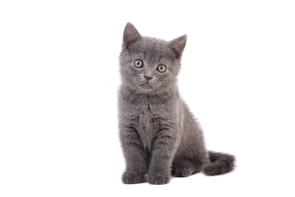 Kitten British Blue Gray White Background Two Months — Stock Photo, Image