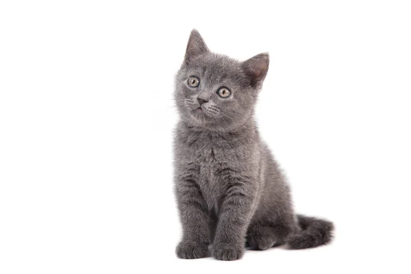 Kotek Brytyjski Niebieski Szary Białym Tle Dwa Miesiące — Zdjęcie stockowe
