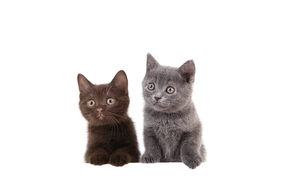 Dois Kitten Britânicos Fundo Branco Gato Espreitar Por Trás Dois — Fotografia de Stock