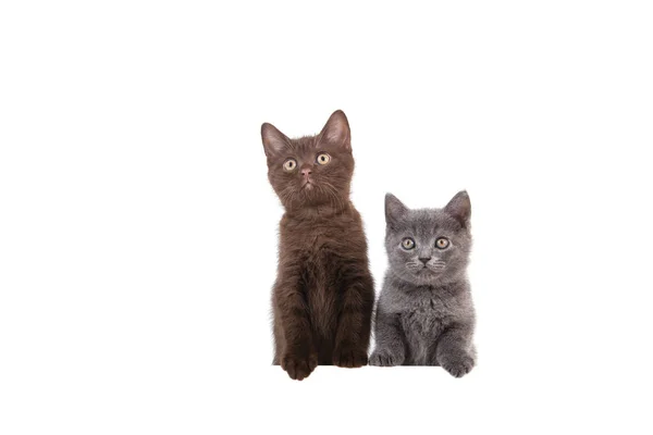 Dois Kitten Britânicos Fundo Branco Gato Espreitar Por Trás Dois — Fotografia de Stock