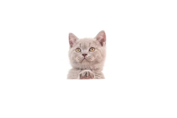 英国紫丁香米色 白色背景 猫从后面偷窥 两个月 — 图库照片