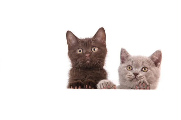 Two Kitten British White Background Cat Peeking Two Months — Stock Photo, Image