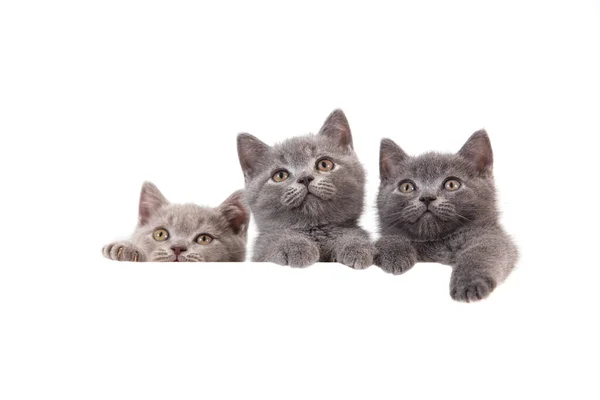 Tre Gattini Inglesi Sfondo Bianco Gatto Che Sbircia Dietro Due — Foto Stock