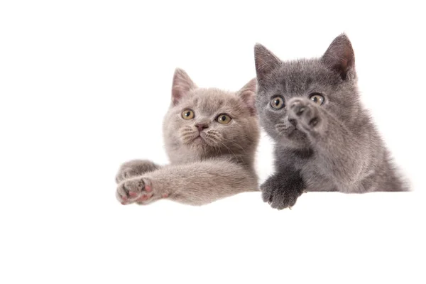 Dos Gatitos Británicos Sobre Fondo Blanco Gato Espiando Por Detrás — Foto de Stock