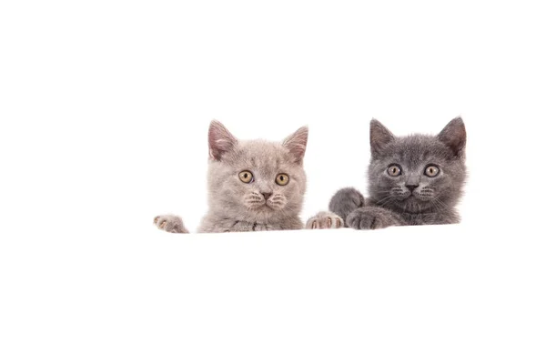 Deux Chatons Britanniques Sur Fond Blanc Chat Regardant Par Derrière — Photo