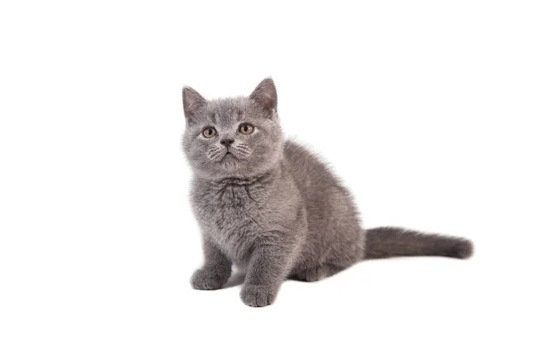 Gatinho Britânico Azul Cinza Fundo Branco Dois Meses — Fotografia de Stock