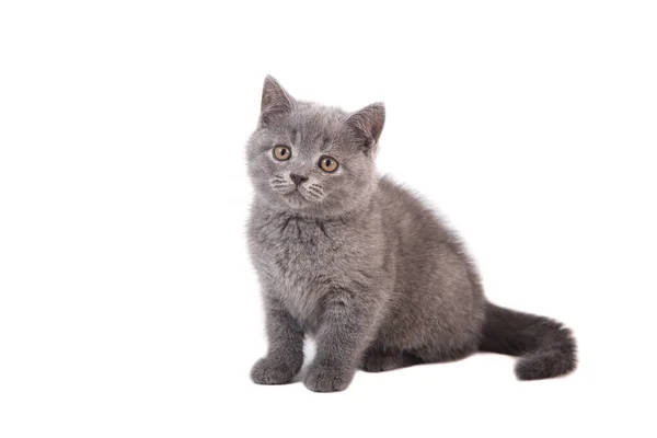 Gatinho Britânico Azul Cinza Fundo Branco Dois Meses — Fotografia de Stock