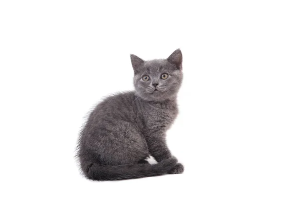 Gatinho Britânico Azul Cinza Fundo Branco Dois Meses — Fotografia de Stock