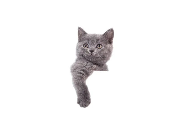 Beyaz Arka Planda Mavi Kedi Grisi Arkadan Bakan Bir Kedi — Stok fotoğraf