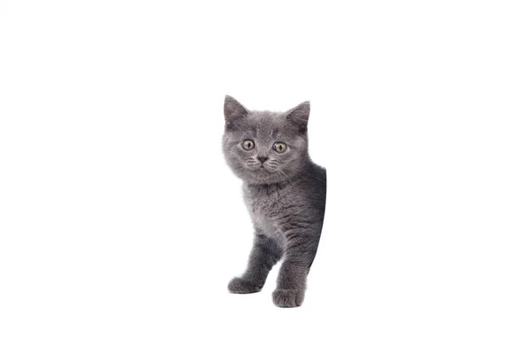 Kitten British Blue Gray White Background Cat Peeking Two Months — Stock Photo, Image