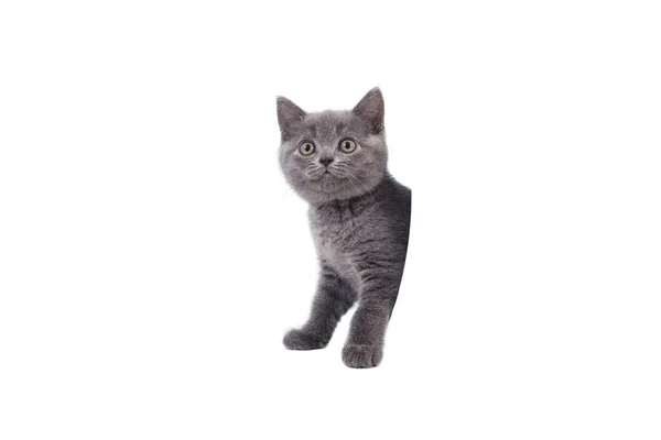 Kitten British Blue Gray White Background Cat Peeking Two Months — Stock Photo, Image