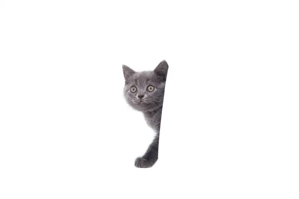 Kitten British Blue Gray White Background Cat Peeking Two Months — Stock Photo, Image