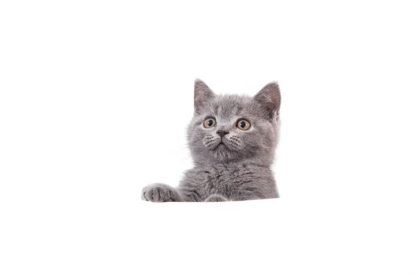 Chaton British Bleu Gris Sur Fond Blanc Chat Regardant Par — Photo