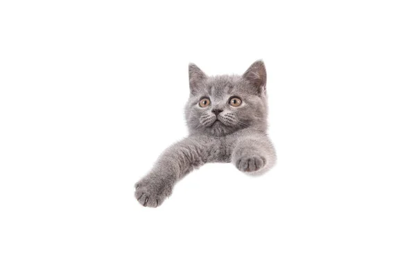英国蓝灰色的猫 白色背景 猫从后面偷窥 两个月 — 图库照片