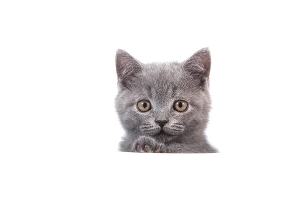 Kitten British Blue Gray White Background Cat Peeking Two Months — Stock Photo, Image