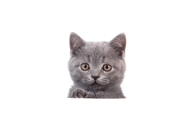 Gatito Británico Azul Gris Sobre Fondo Blanco Gato Espiando Por — Foto de Stock