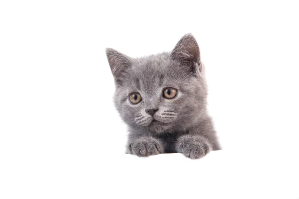 Gatinho Britânico Azul Cinza Fundo Branco Gato Espreitar Por Trás — Fotografia de Stock