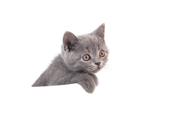 英国蓝灰色的猫 白色背景 猫从后面偷窥 两个月 — 图库照片