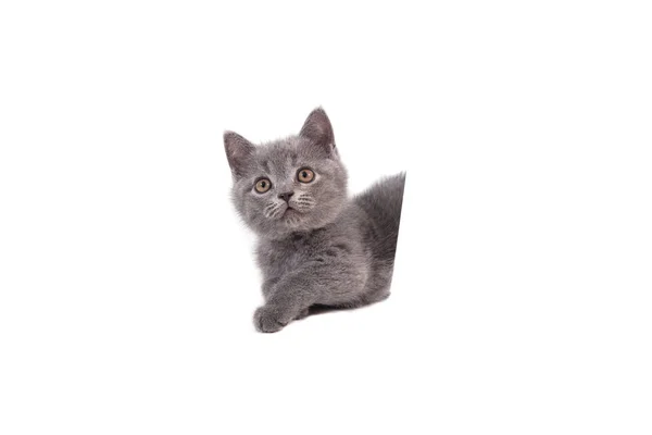 Gatito Británico Azul Gris Sobre Fondo Blanco Gato Espiando Por — Foto de Stock