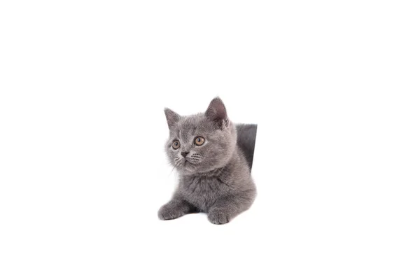 Gatinho Britânico Azul Cinza Fundo Branco Gato Espreitar Por Trás — Fotografia de Stock
