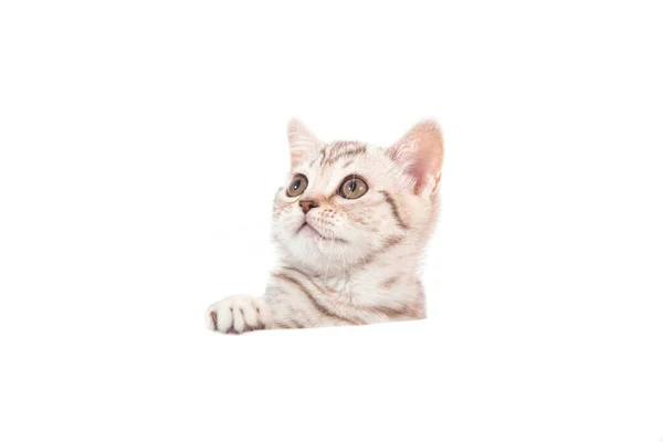 Kitten British Brown Tabby White Background Cat Peeking Two Months — Stock Photo, Image