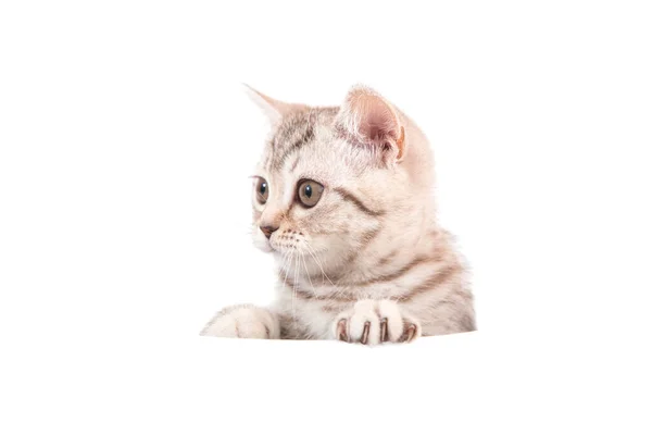 Kitten Brits Bruin Tabby Witte Achtergrond Kat Die Van Achteren — Stockfoto