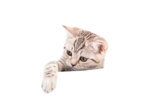 Gatinho Britânico Tabby Marrom Sobre Fundo Branco Gato Espreitar Por — Fotografia de Stock