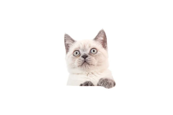 Kattunge Brittisk Färg Punkt Blå Vit Bakgrund Katten Kikar Bakifrån — Stockfoto