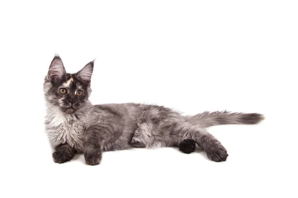 Maine Coon Gatinho Sentado Frente Fundo Branco — Fotografia de Stock