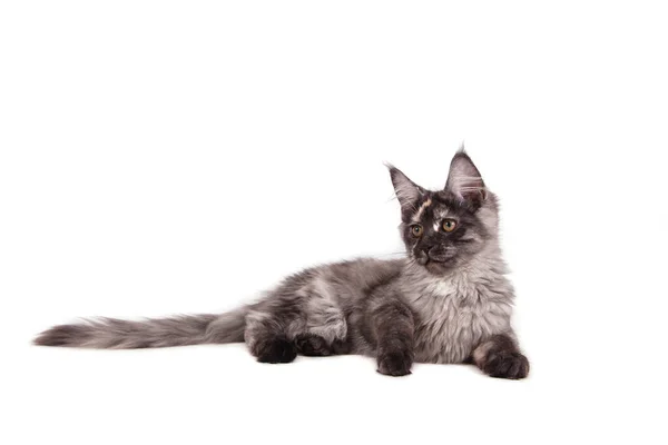 Maine Coon Kitten Zitten Voorkant Van Witte Achtergrond — Stockfoto