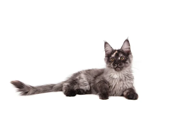 Maine Coon Gatinho Sentado Frente Fundo Branco — Fotografia de Stock