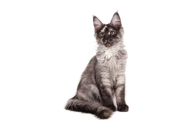 Maine Coon Gatito Sentado Delante Fondo Blanco — Foto de Stock