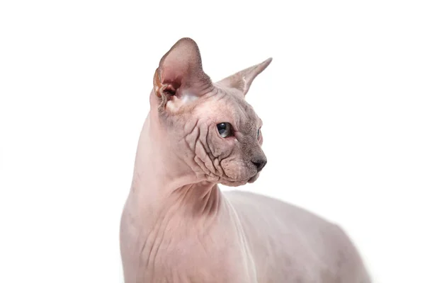 Sphynx Cat White Background — Stock Photo, Image