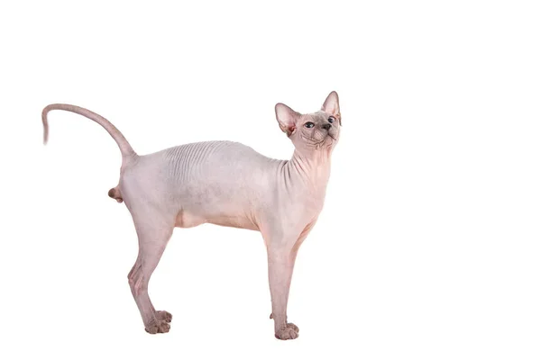 Beyaz Arkaplanda Sphynx Kedisi — Stok fotoğraf