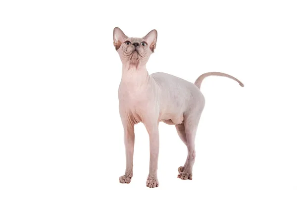 Sphynx Cat White Background — Stock Photo, Image