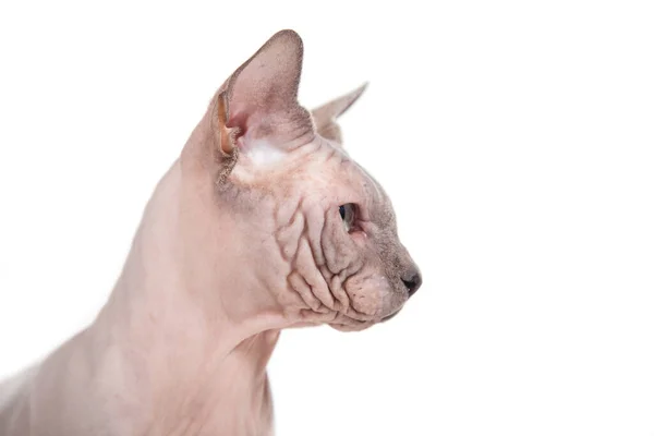 Sphynx Gato Fundo Branco — Fotografia de Stock