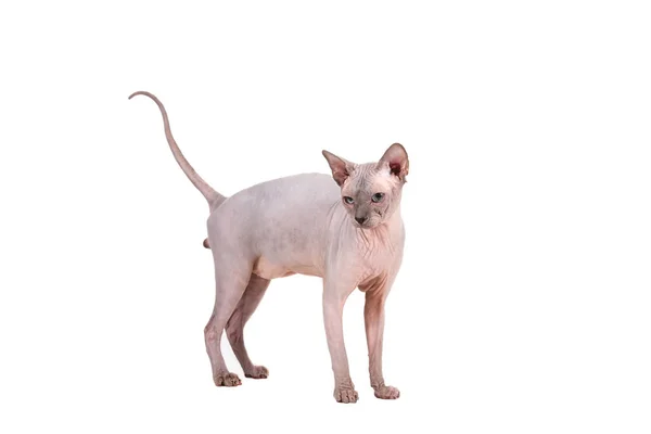 Sphynx Cat White Background — Stock Photo, Image