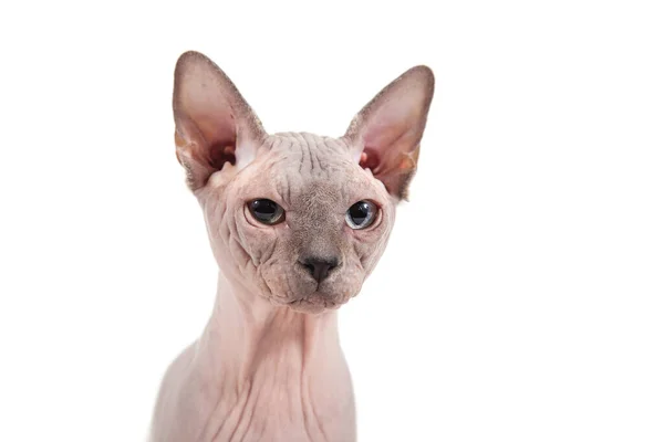 Sphynx Cat White Background — Stock Photo, Image