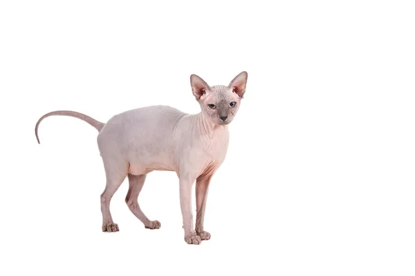 Sphynx Cat White Background — Stock Photo, Image