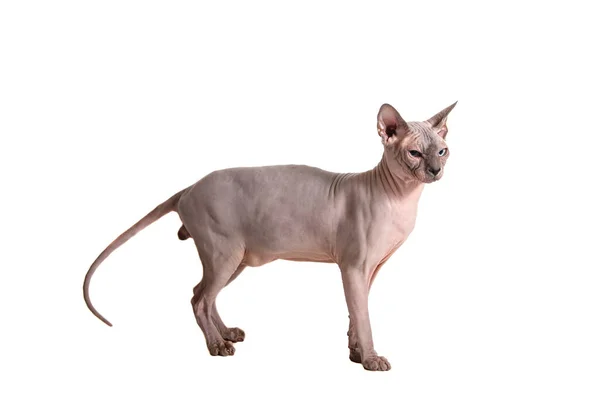 Кошка Сфинкс Белом Фоне — стоковое фото