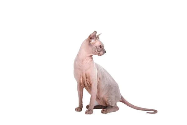 Кошка Сфинкс Белом Фоне — стоковое фото